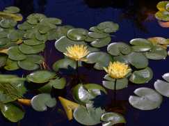 Lily Ponds