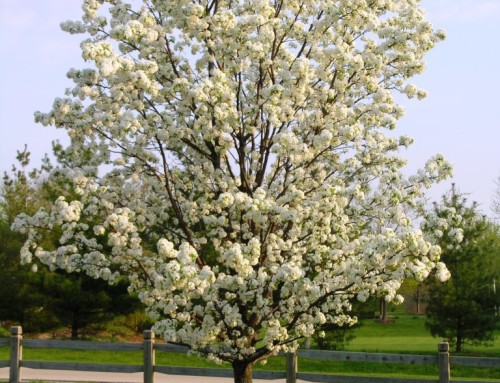 Bradford Pear