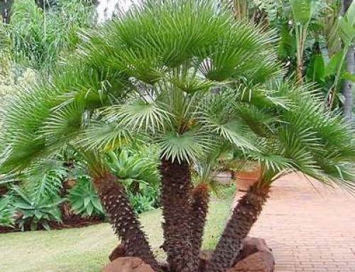Mediterranean Fan Palm