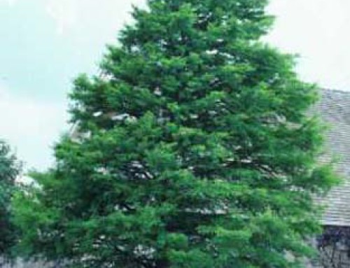 Bald Cypress