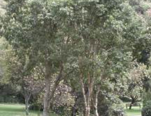 Lavender Tree
