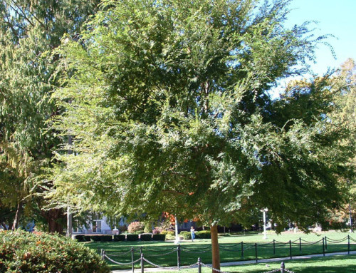 Lacebark Elm
