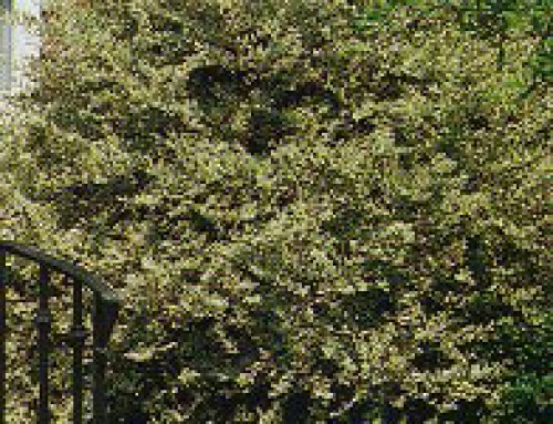 Chinese Privet