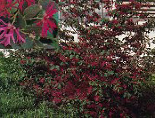 Loropetalum