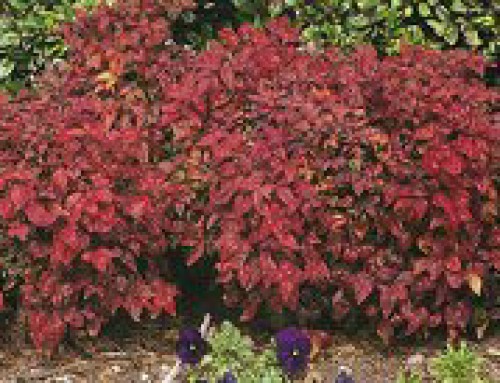Dwarf Nandina