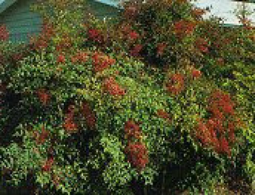 Nandina( Heavenly Bamboo)