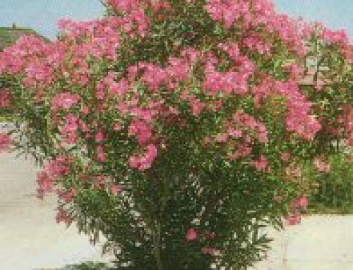 Oleander